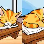 Csak a legfelkészültebbek találnak 3 különbséget egy macska képén 12