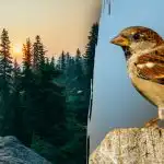 Csak a "sólyomlátással" rendelkező emberek találnak meg egy verebet 7