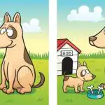 IQ-teszt: 45 másodperc alatt 5 különbséget kell találnod egy kutya